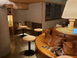 Bar com gatos para acariciar