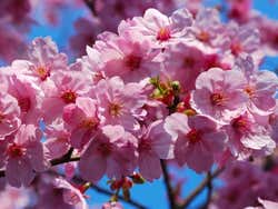 Primavera em Tóquio, cerejeiras em flor