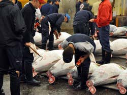 Mercado de Tsukiji, leilao atuns