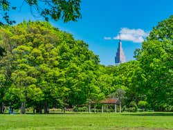 Parque Yoyogi