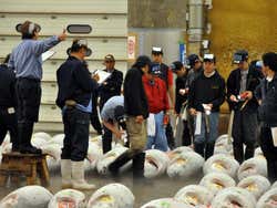 Mercado de Tsukiji, leilão de atuns
